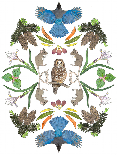 California Ecosystems - Spotted Owl among the Firs (original)